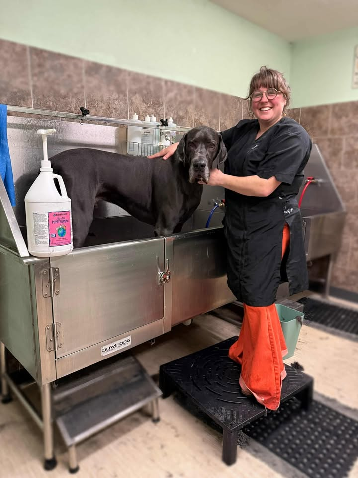 A groomer bathing a large dog at a local grooming shop.