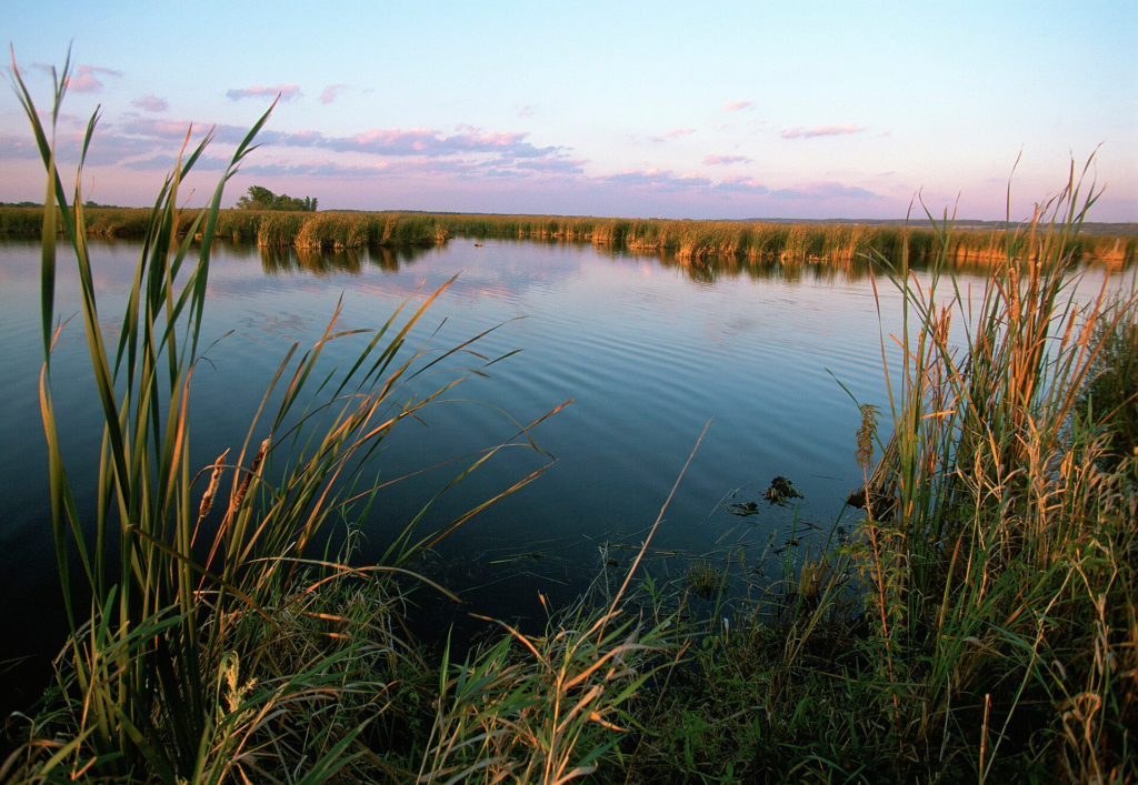 Water and cattails at Horicon National Wildlife Refuge near Waupun.